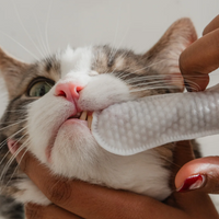Cat Dental Cleaning Finger Wipes